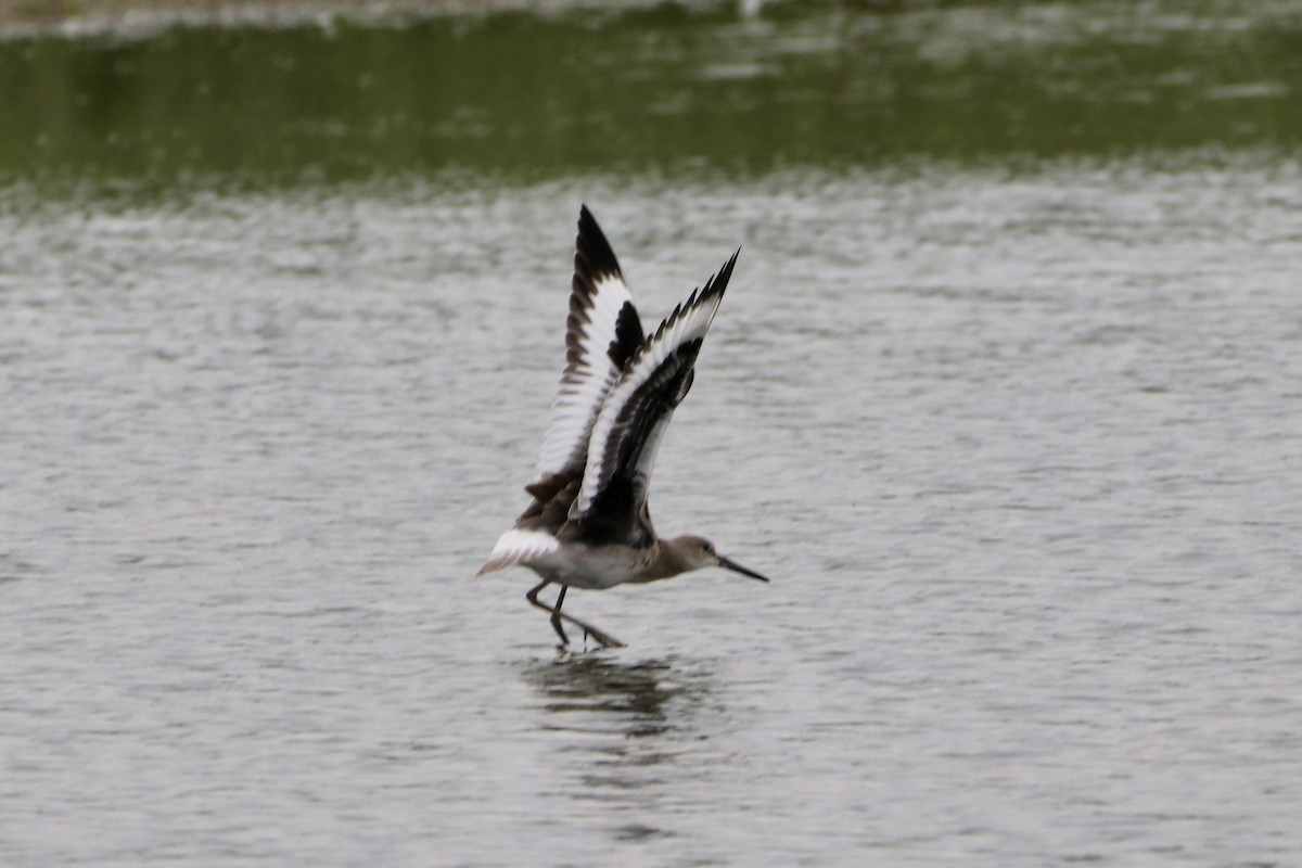 Willet (Western) - ML481602441