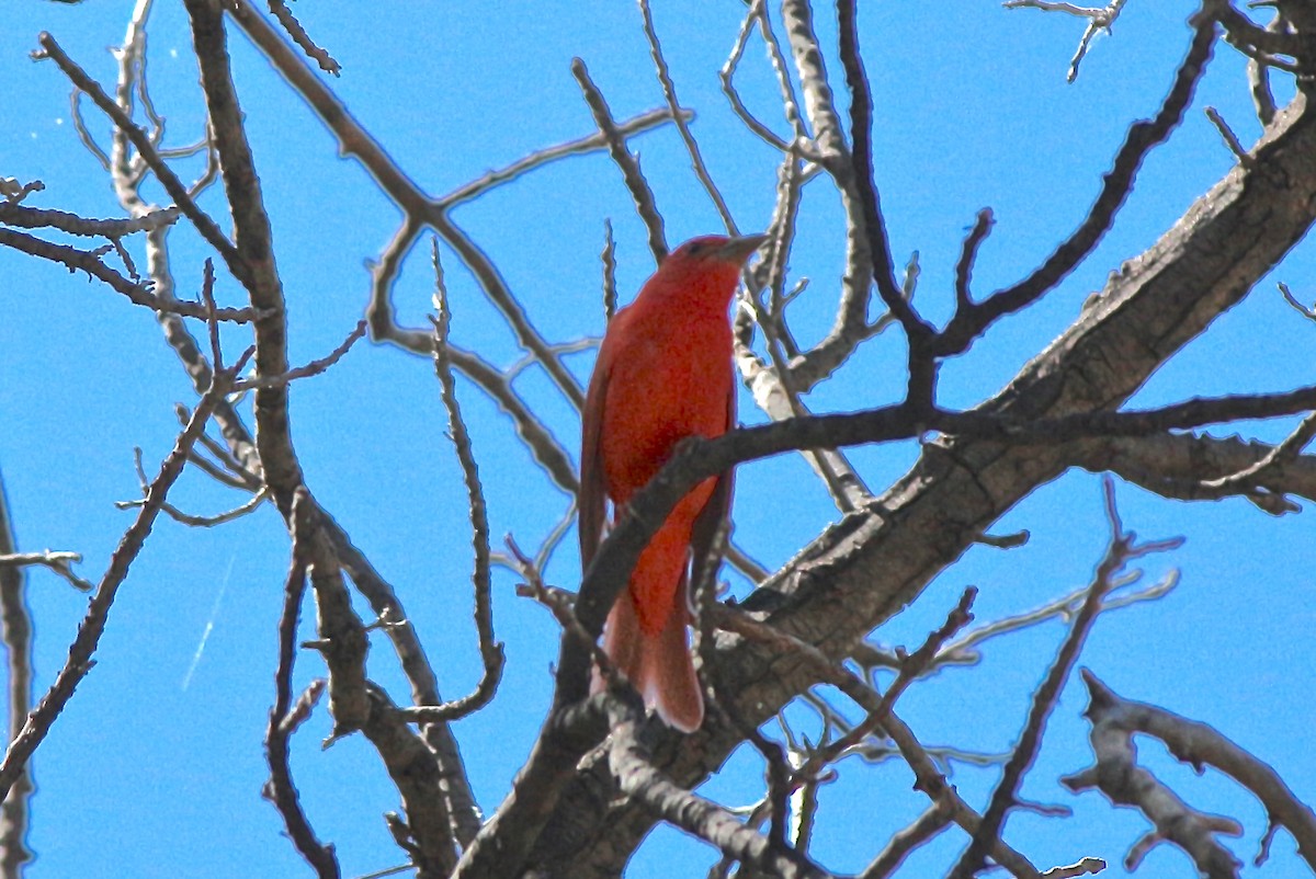 Piranga orangé - ML481602641