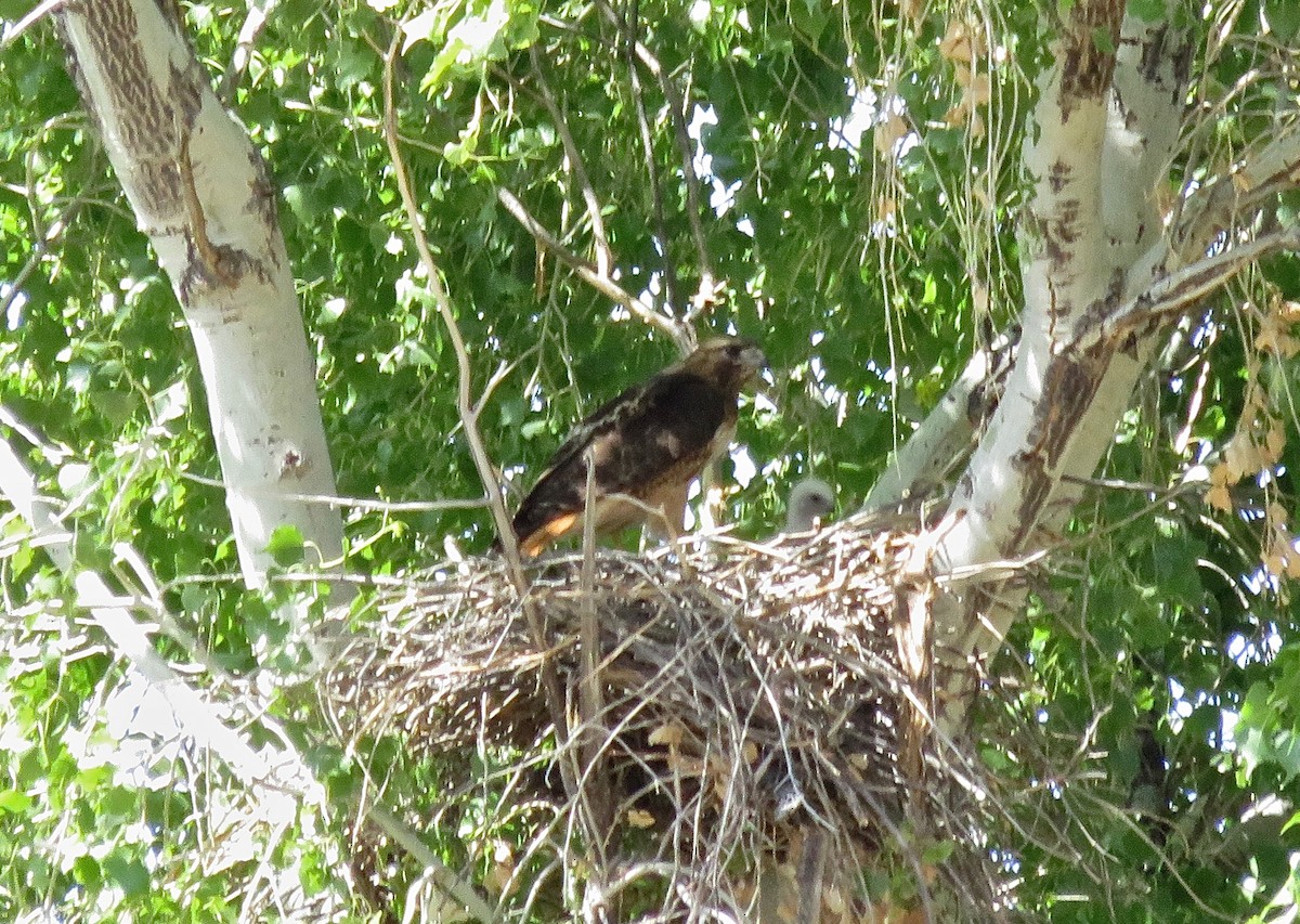 Red-tailed Hawk - ML481602761