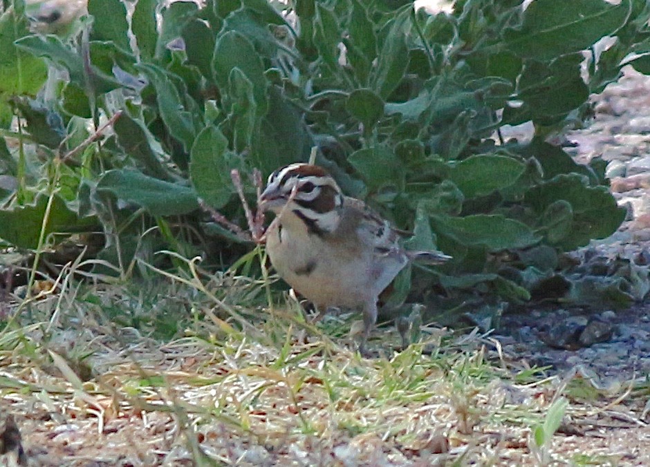 Lark Sparrow - ML481602841