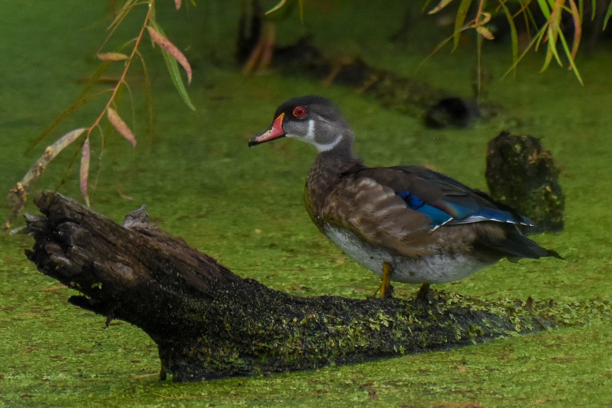 Canard branchu - ML481603001