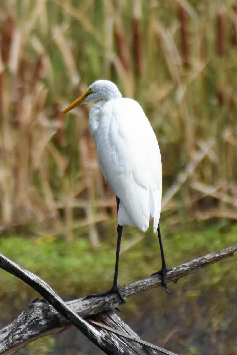 Great Egret - ML481603391