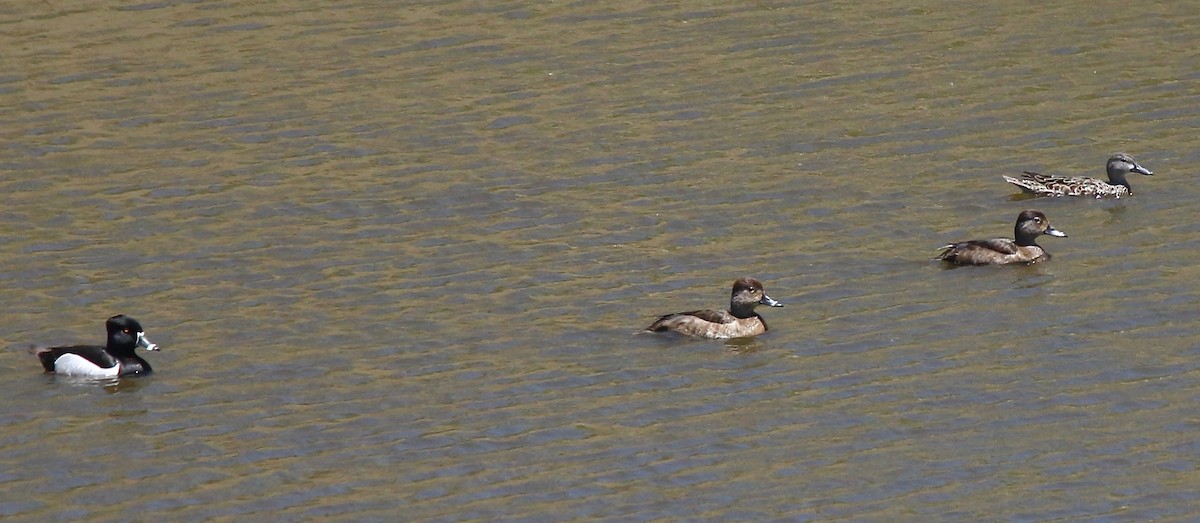 Ring-necked Duck - ML481604081