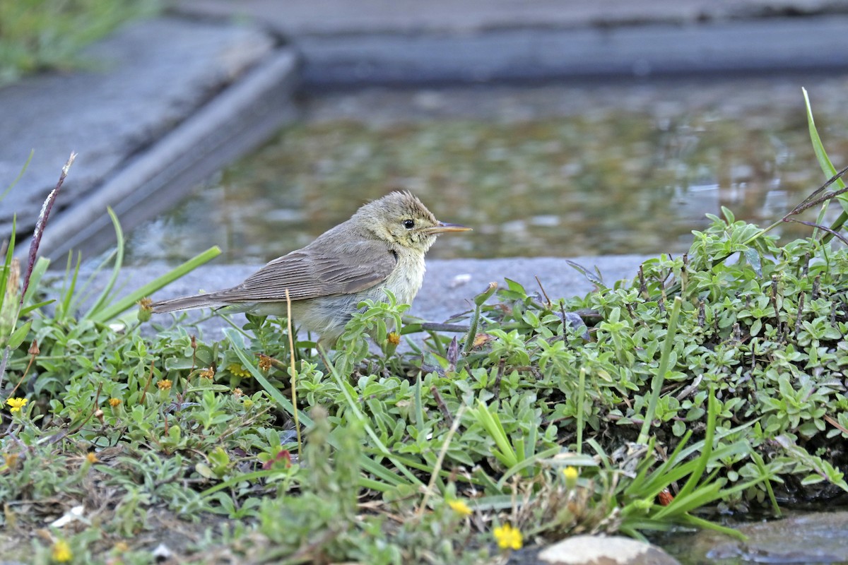 Melodious Warbler - ML481604711