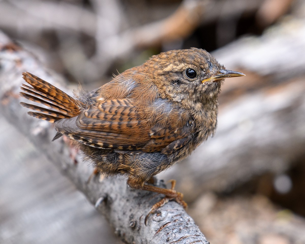 Pacific Wren - Markus Weilmeier