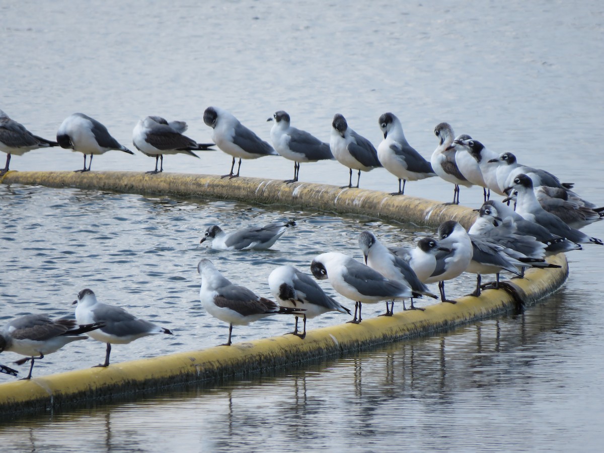 Mouette de Franklin - ML481605411