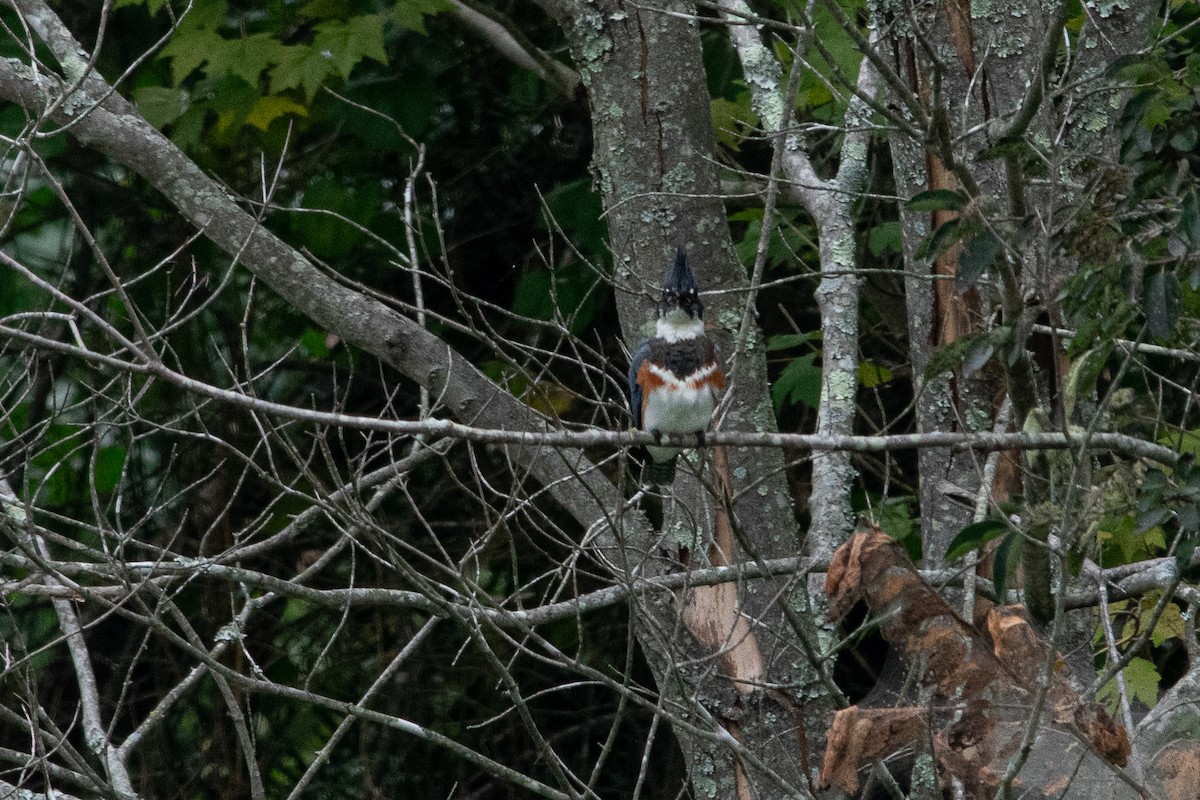 Belted Kingfisher - ML481606071