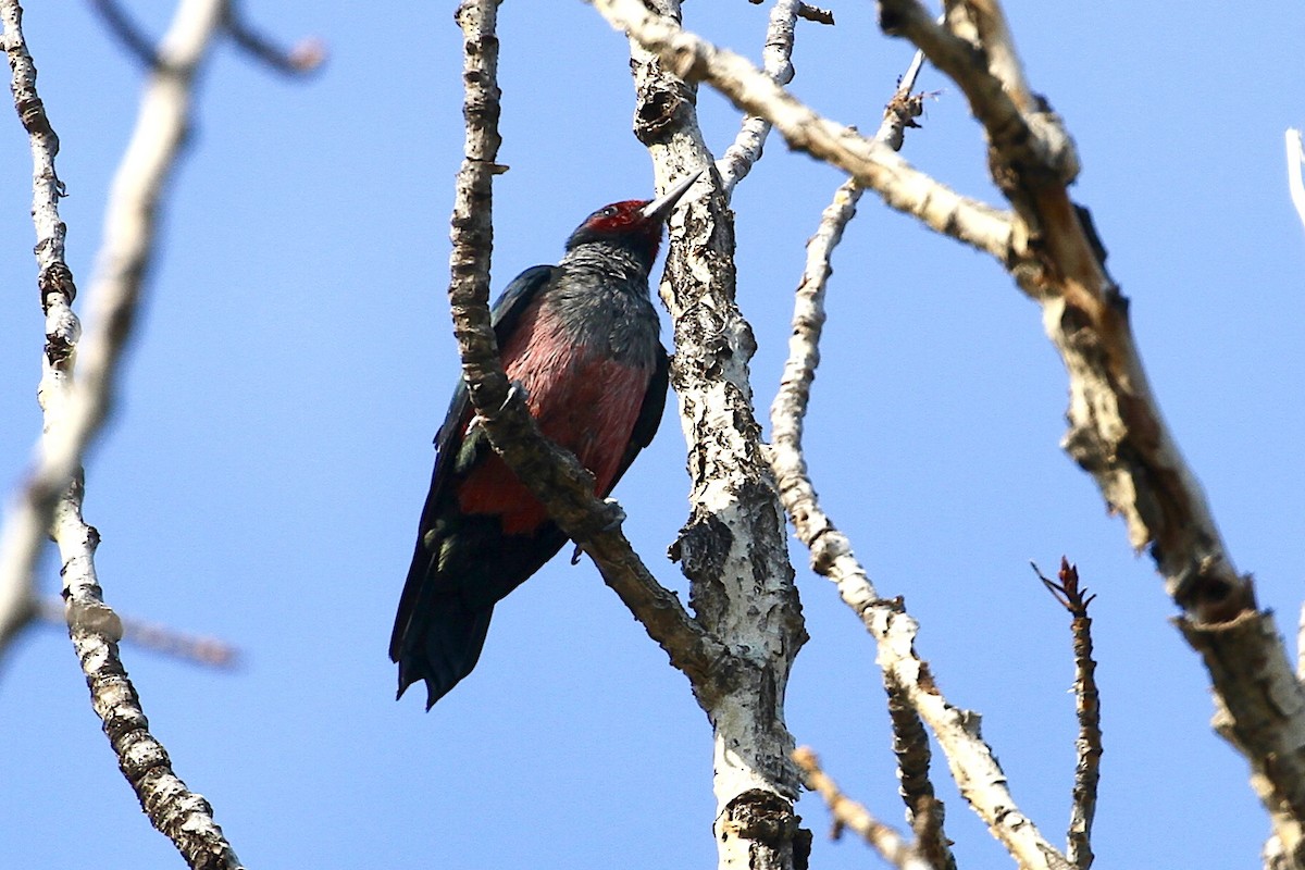 Lewis's Woodpecker - ML481606101