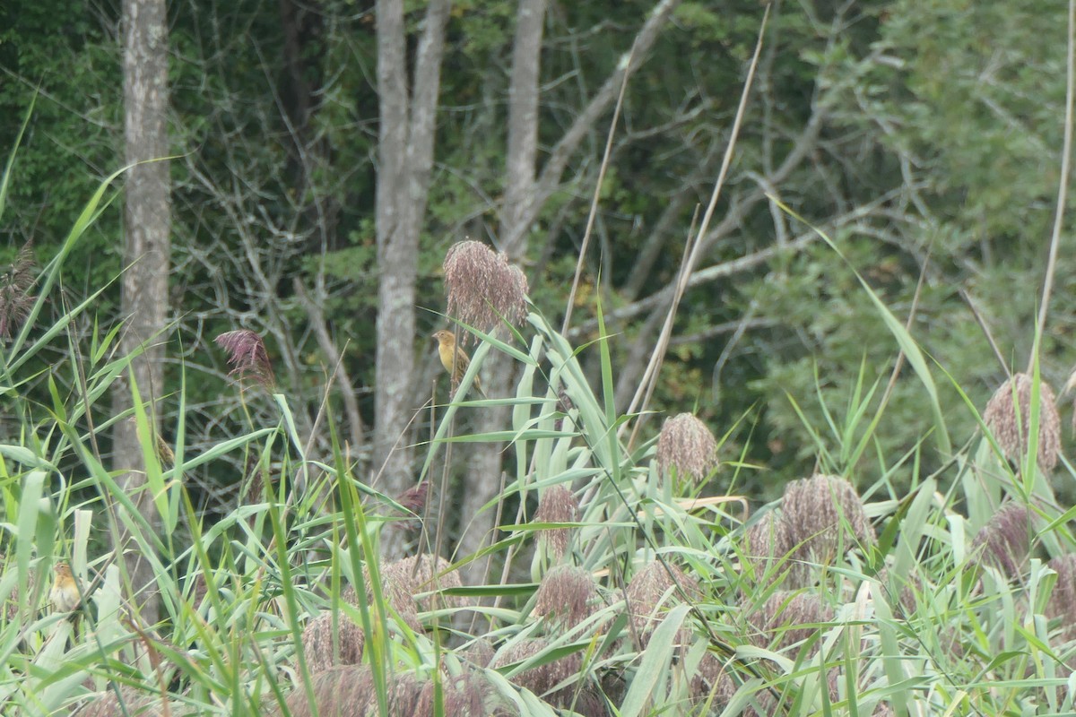 Bobolink - ML481606311