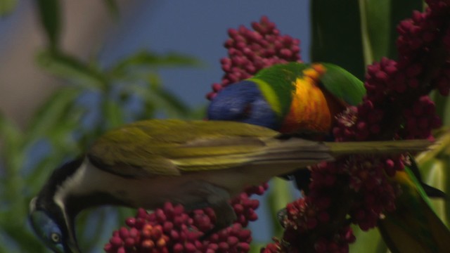 Blue-faced Honeyeater (Blue-faced) - ML481607