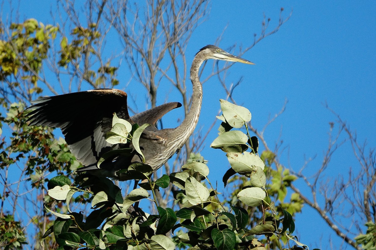 Great Blue Heron - Céline Roberge