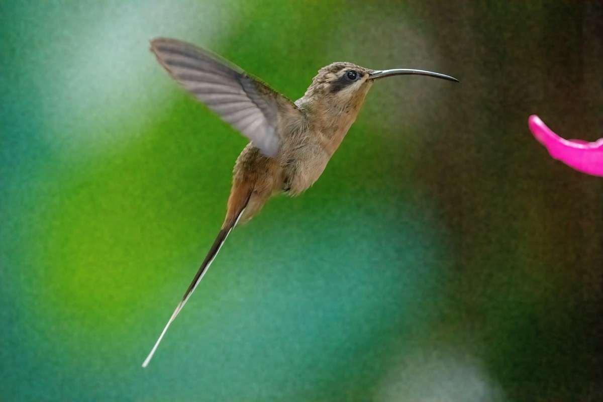 Scale-throated Hermit - ML481608271