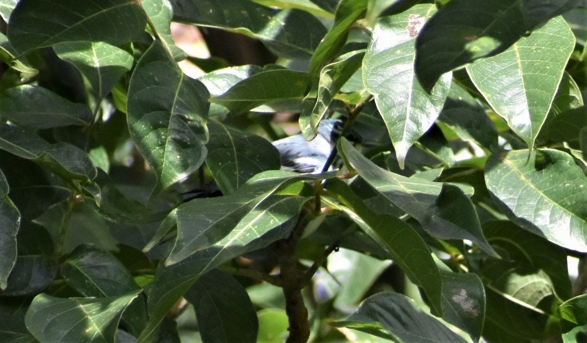 Cerulean Warbler - ML481608771