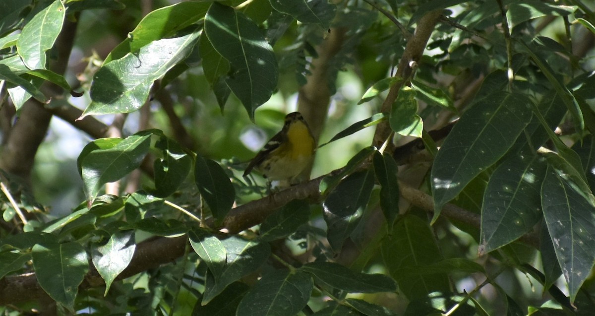 Blackburnian Warbler - ML481608971