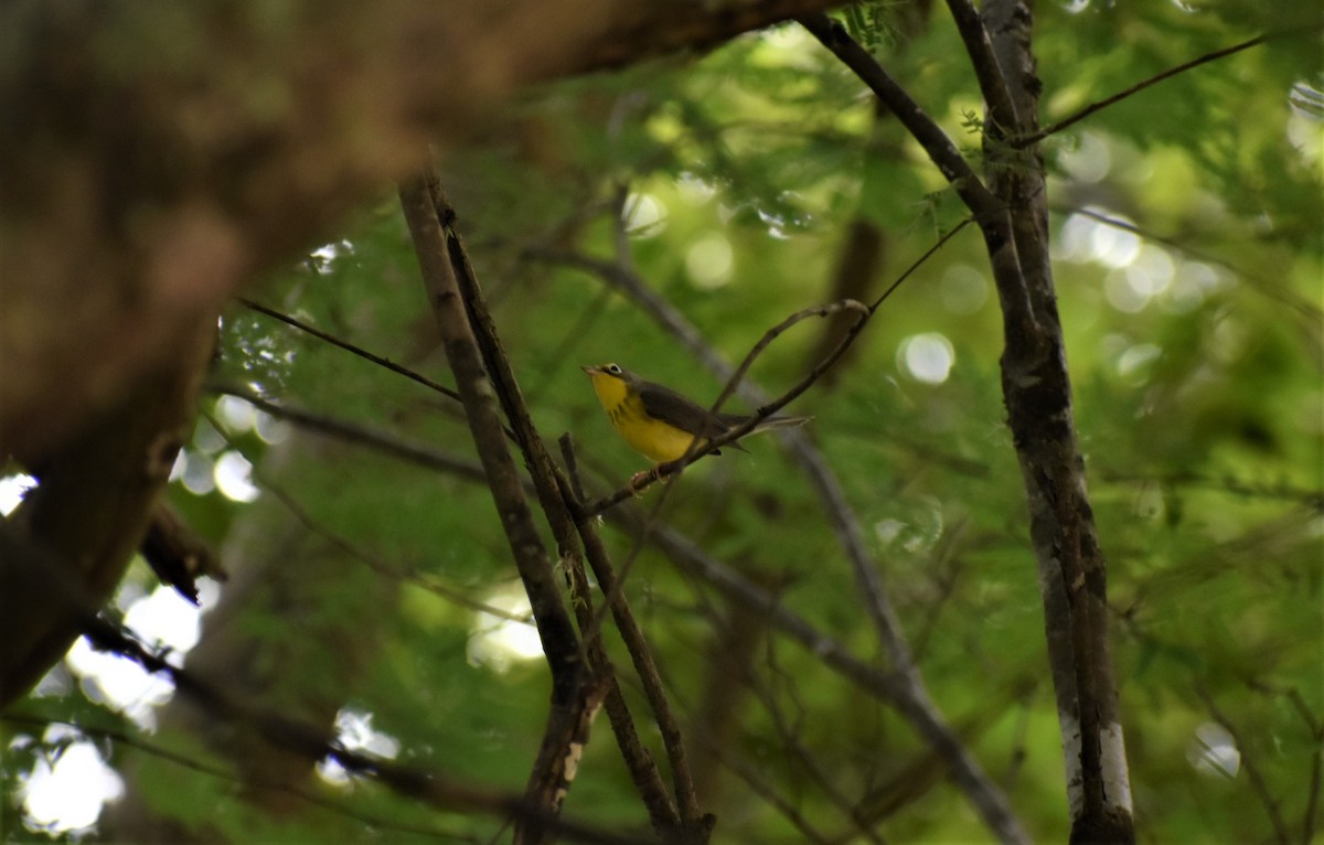 Canada Warbler - Stefany Lucia FloAn