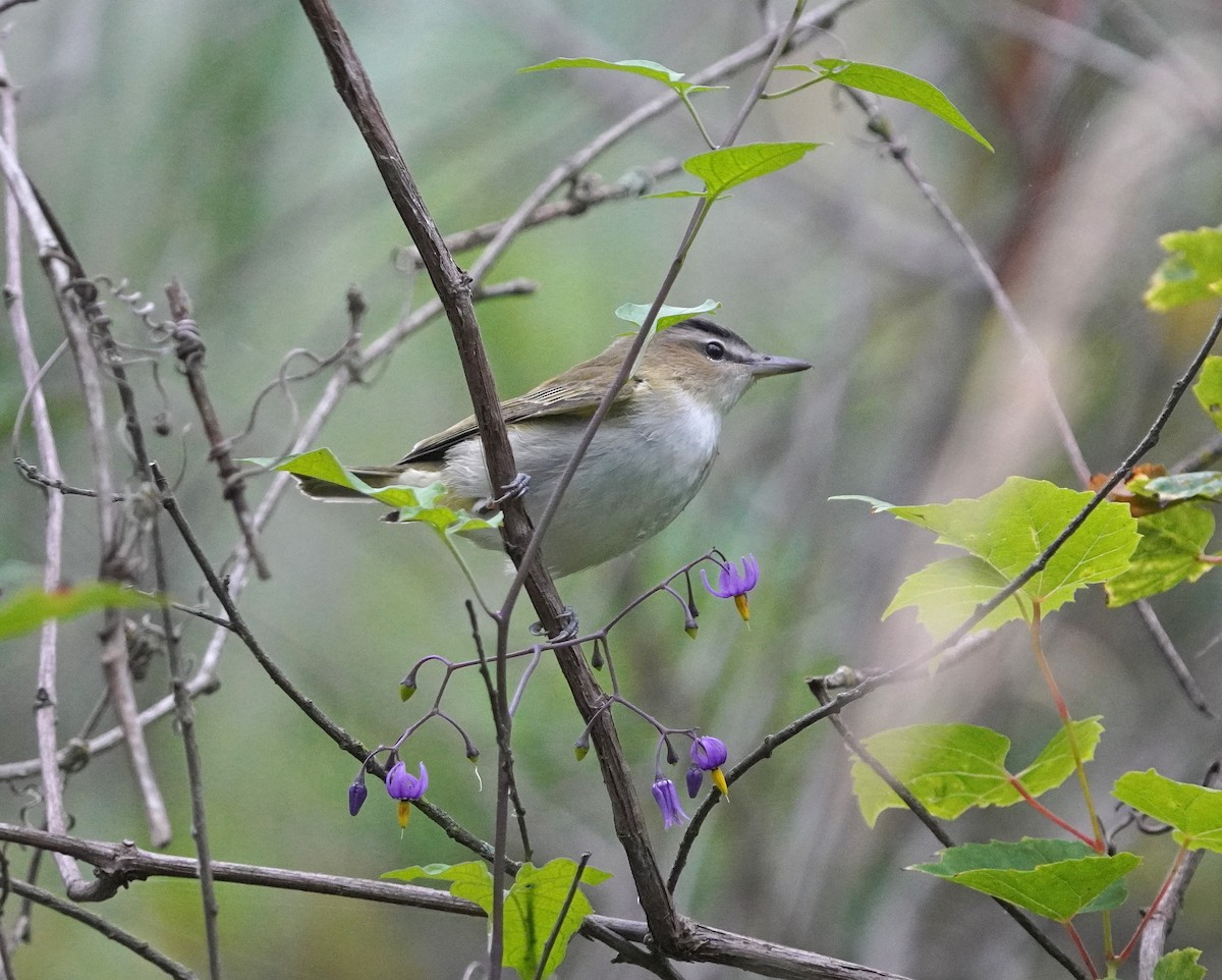 Red-eyed Vireo - ML481609821