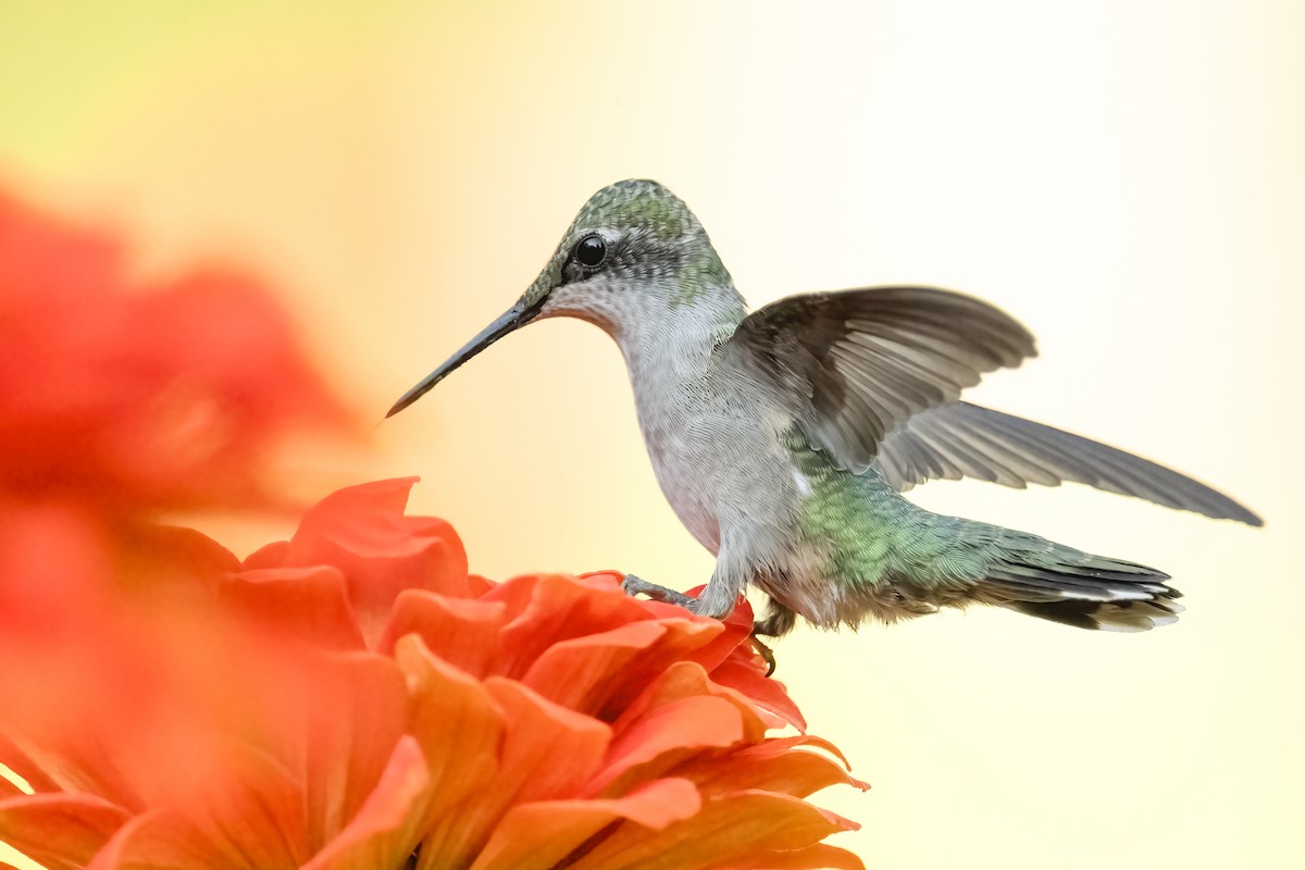 Ruby-throated Hummingbird - Jack Lefor