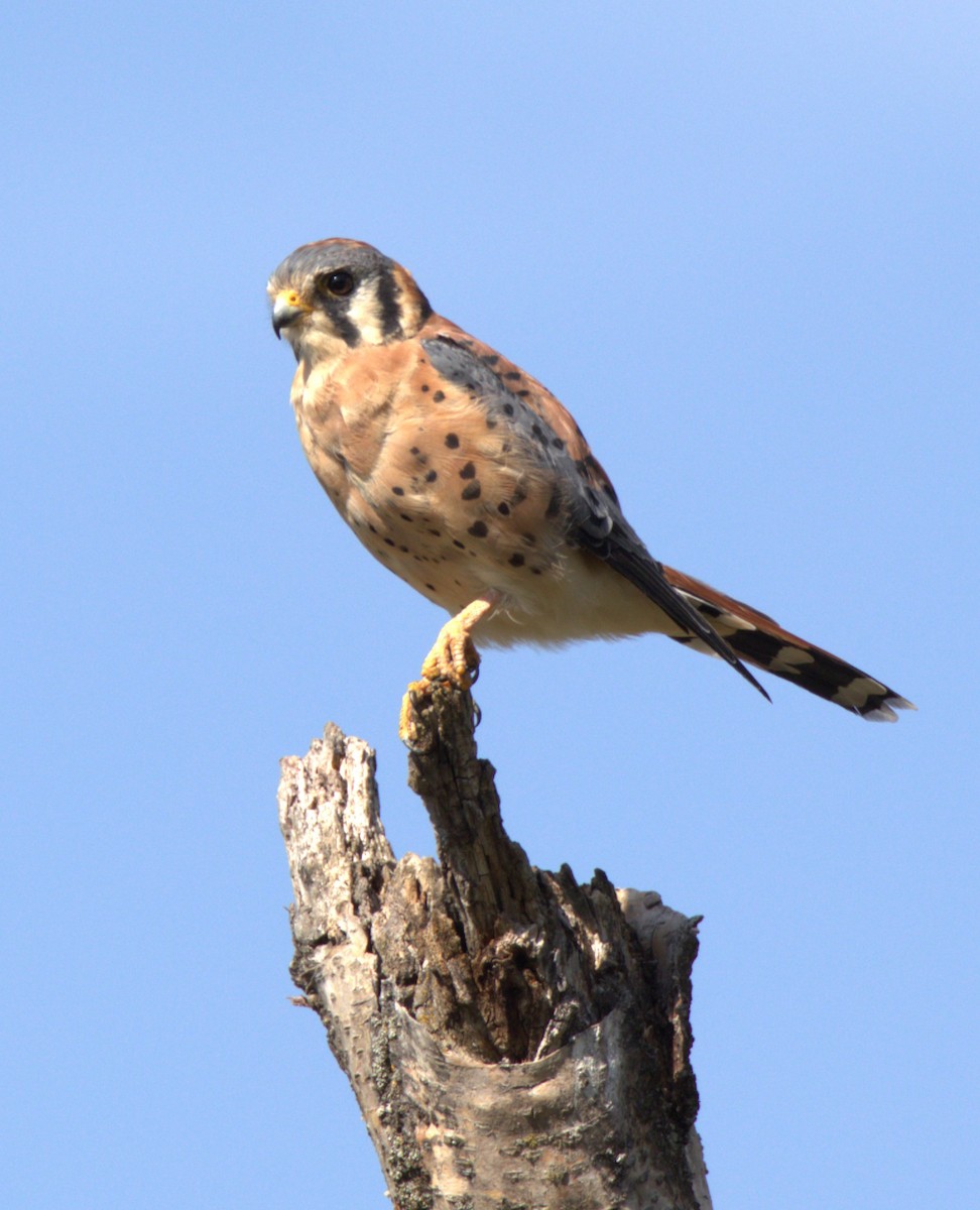 American Kestrel - ML481610011