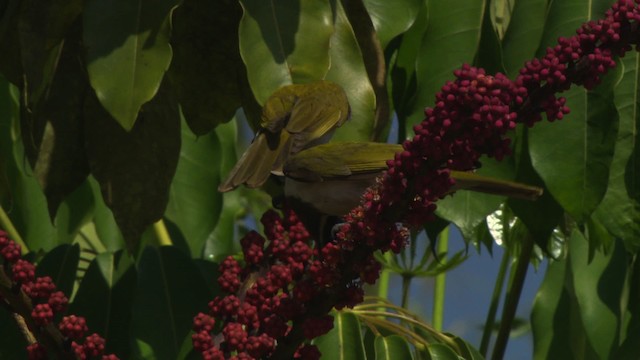 Blue-faced Honeyeater (Blue-faced) - ML481612