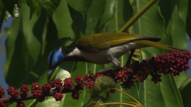 Mielero Cariazul (grupo cyanotis) - ML481613