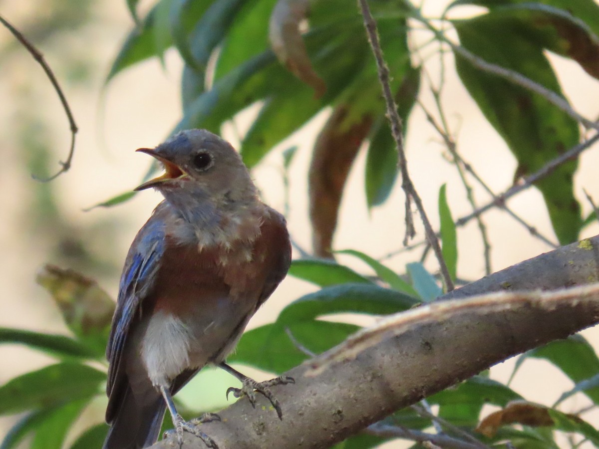 Western Bluebird - ML481613531