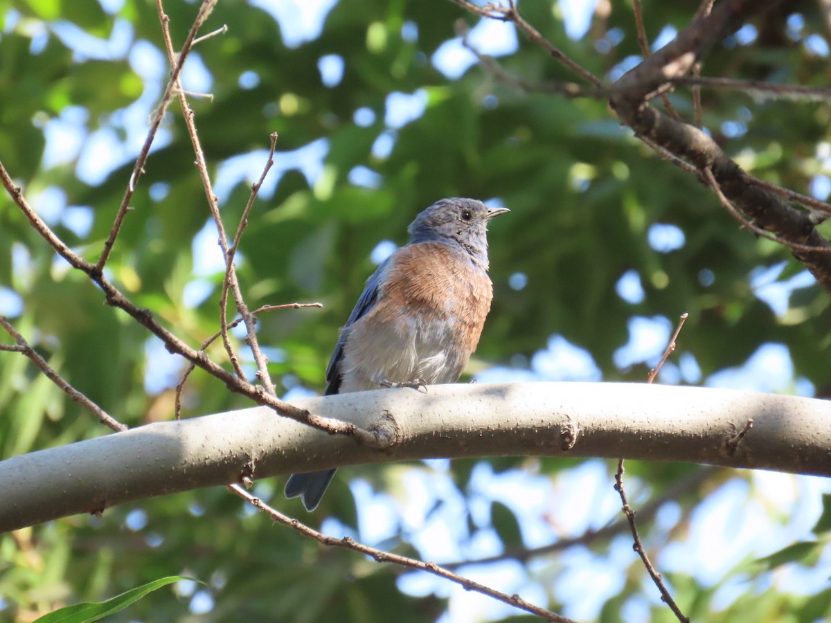 Western Bluebird - ML481613541