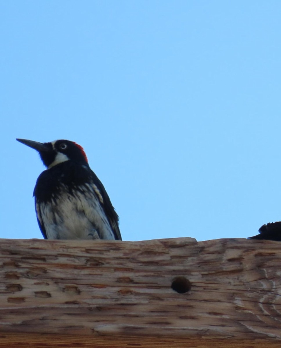 Acorn Woodpecker - ML481614071