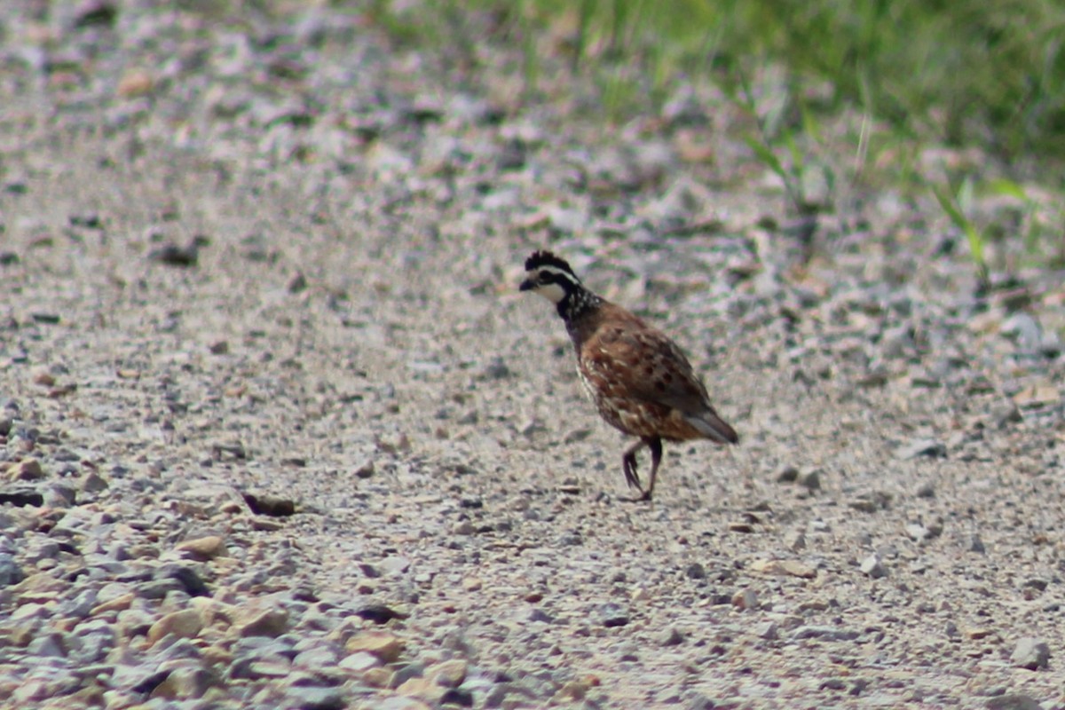 Northern Bobwhite - ML481616101