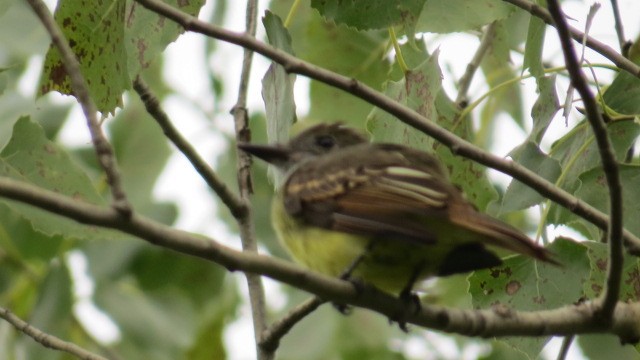 Great Crested Flycatcher - ML481616251