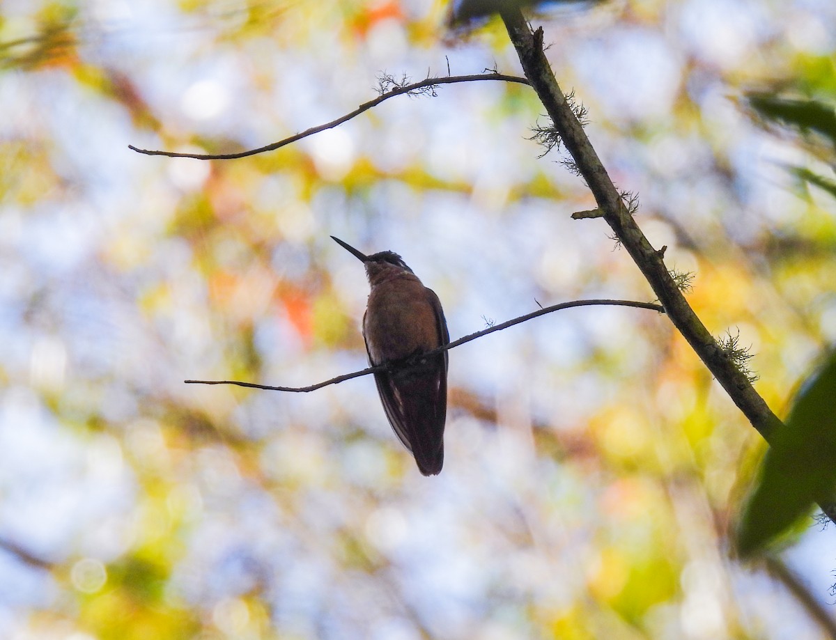 kolibřík brazilský - ML481616831