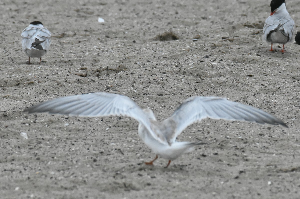 Forster's Tern - ML481616961