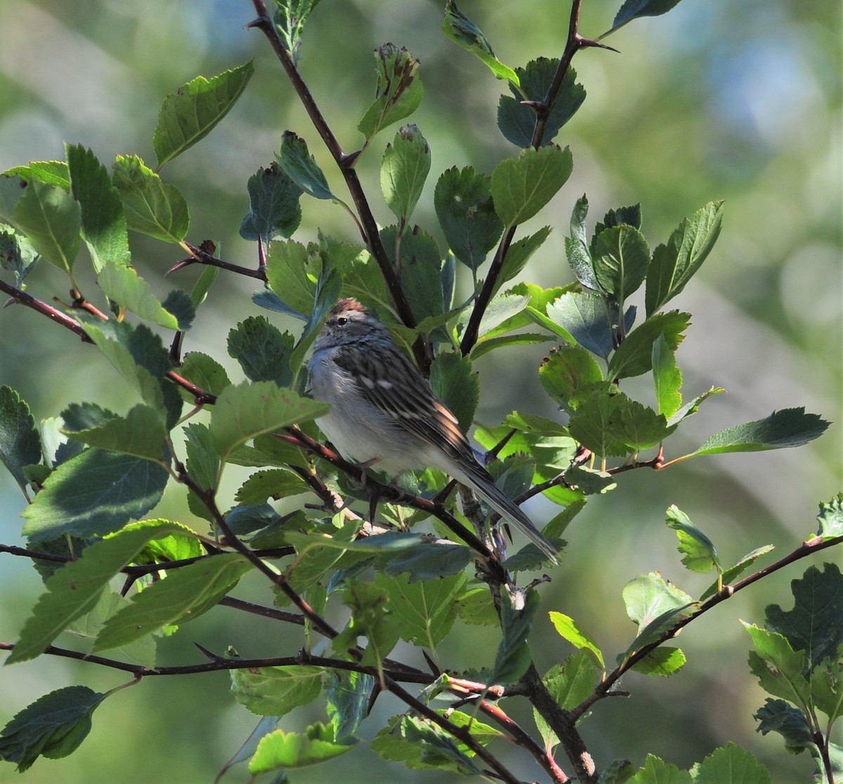 Chipping Sparrow - Bill Tweit