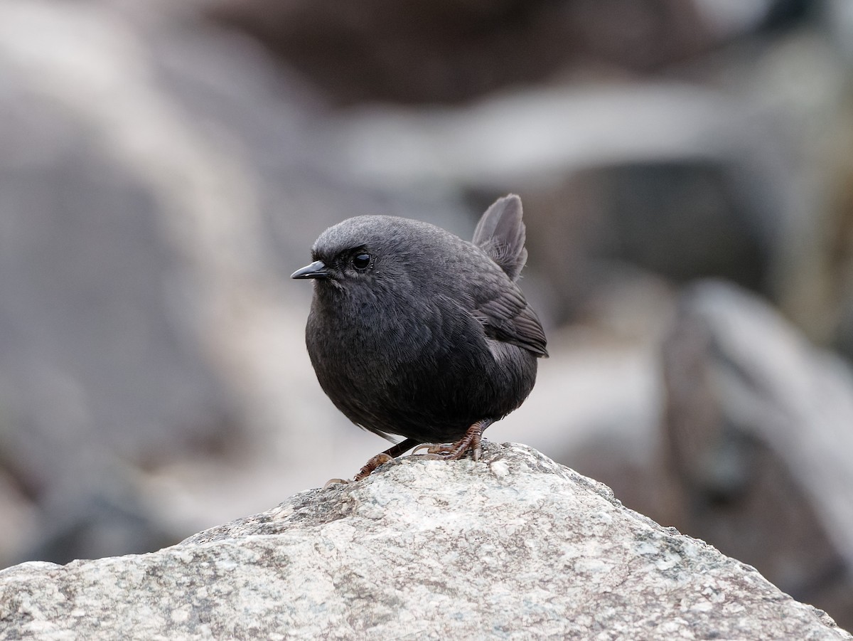 Magellanic Tapaculo - Quentin Vandemoortele