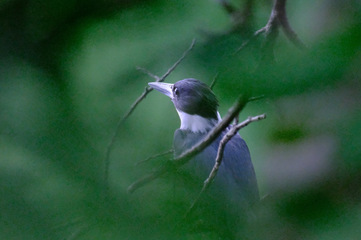 Belted Kingfisher - ML481618041
