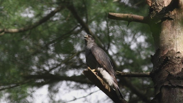 American Goshawk - ML481618171