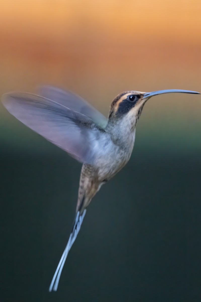 Scale-throated Hermit - ML481619321
