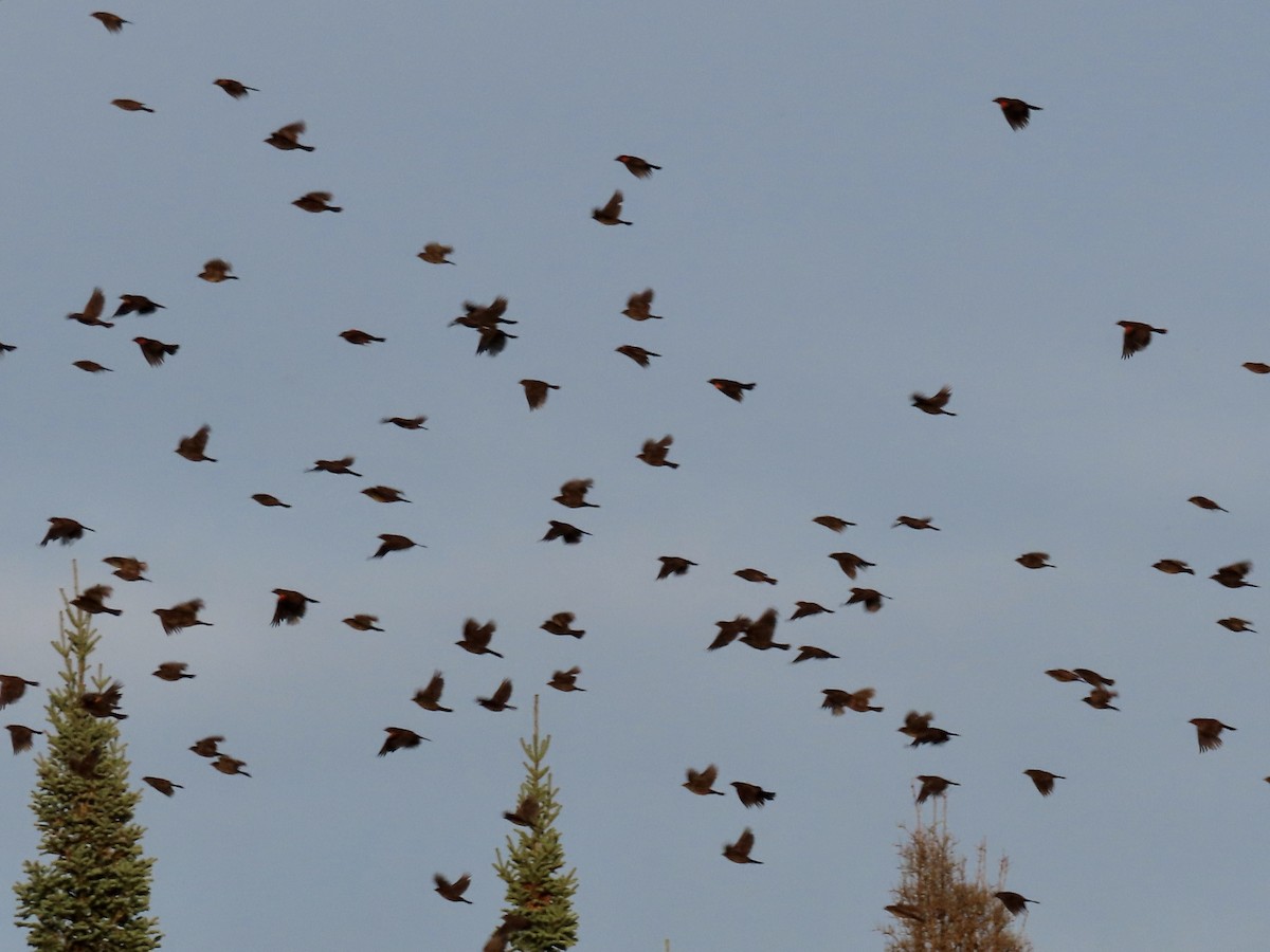 Red-winged Blackbird - ML481621151