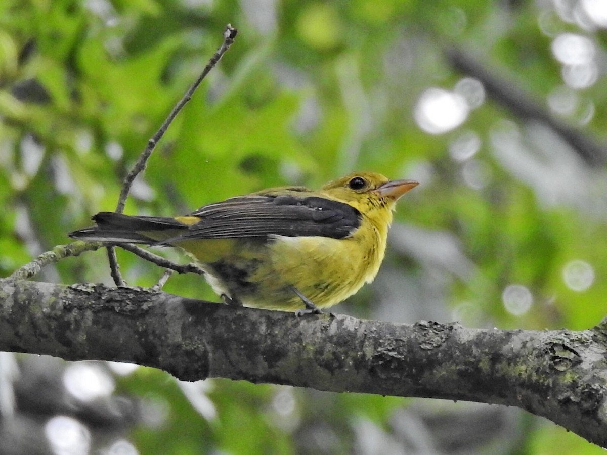 Scarlet Tanager - Jeff Goff