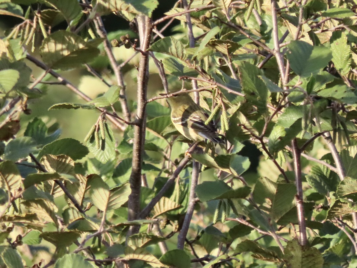 Blackpoll Warbler - ML481621251