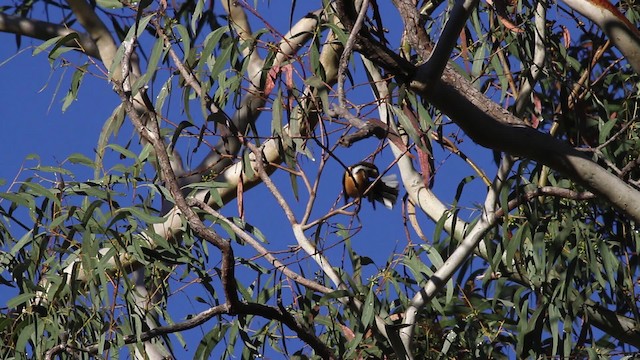 Eastern Spinebill - ML481622