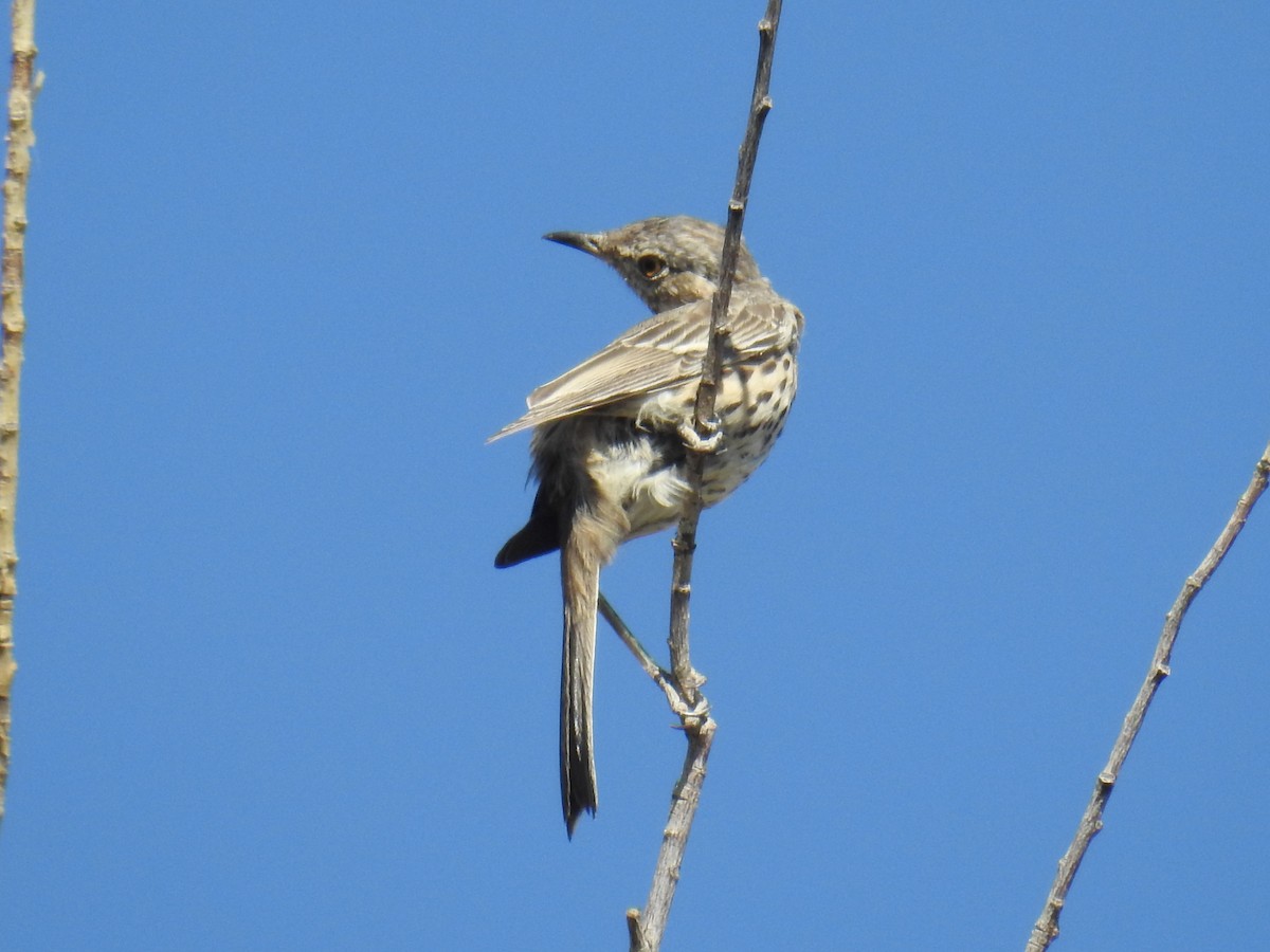 Sage Thrasher - Linda Milam