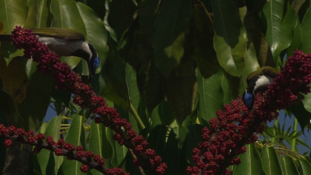 Blue-faced Honeyeater (Blue-faced) - ML481624