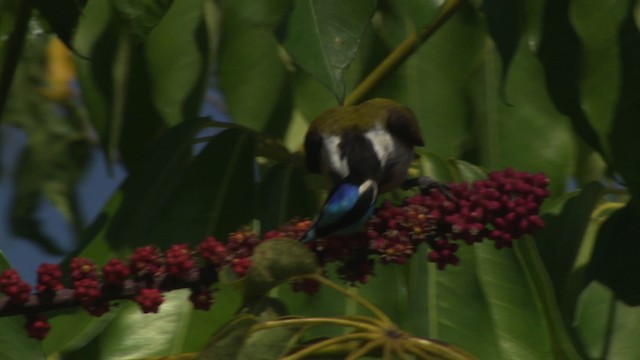 Blue-faced Honeyeater (Blue-faced) - ML481625