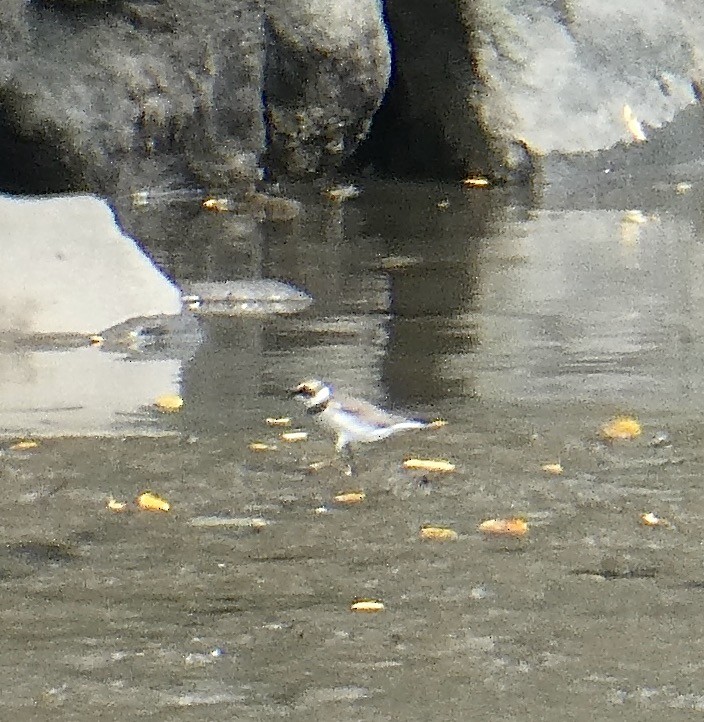 Semipalmated Plover - ML481625491