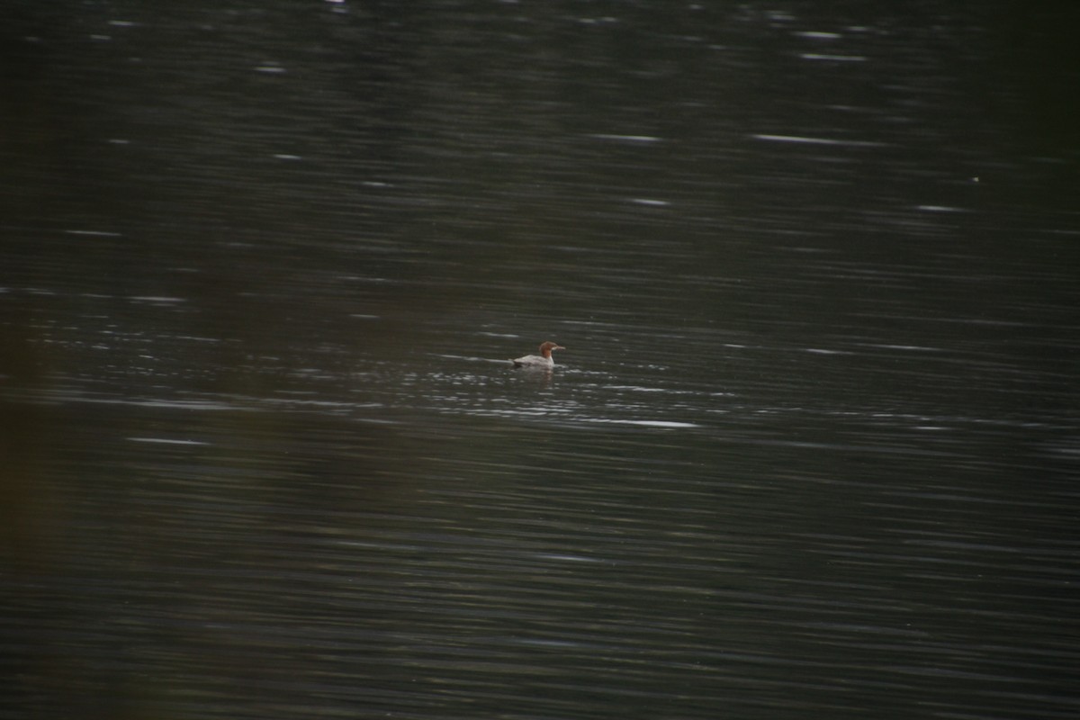 Common Merganser - ML481626351