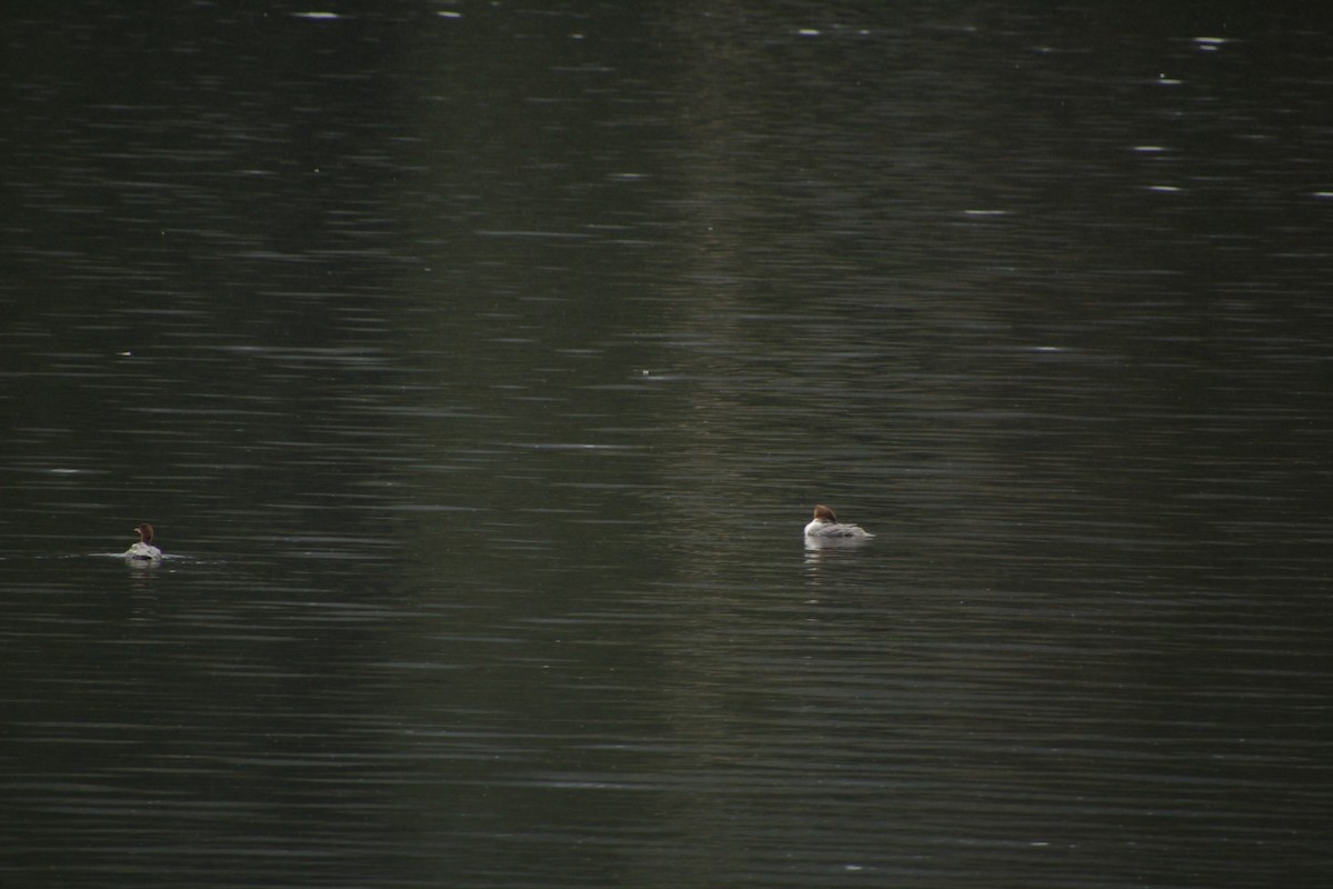 Common Merganser - ML481626361