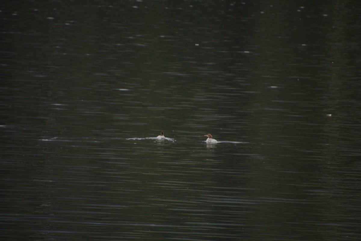Common Merganser - ML481626371