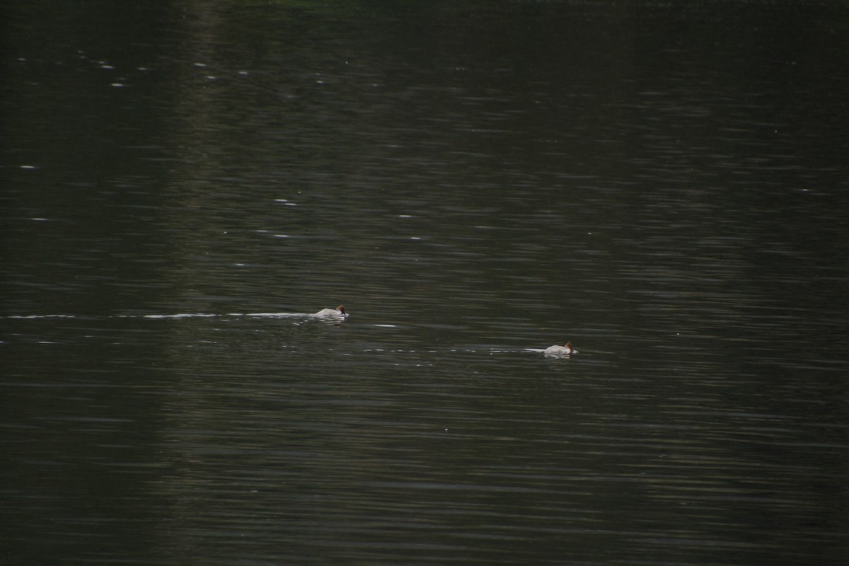 Common Merganser - ML481626411