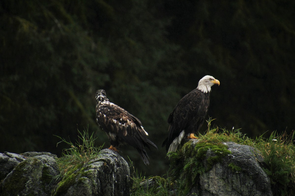 Bald Eagle - ML481626521