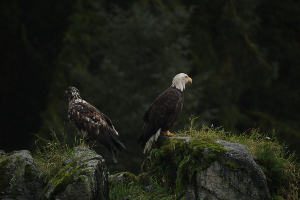 Bald Eagle - ML481626581